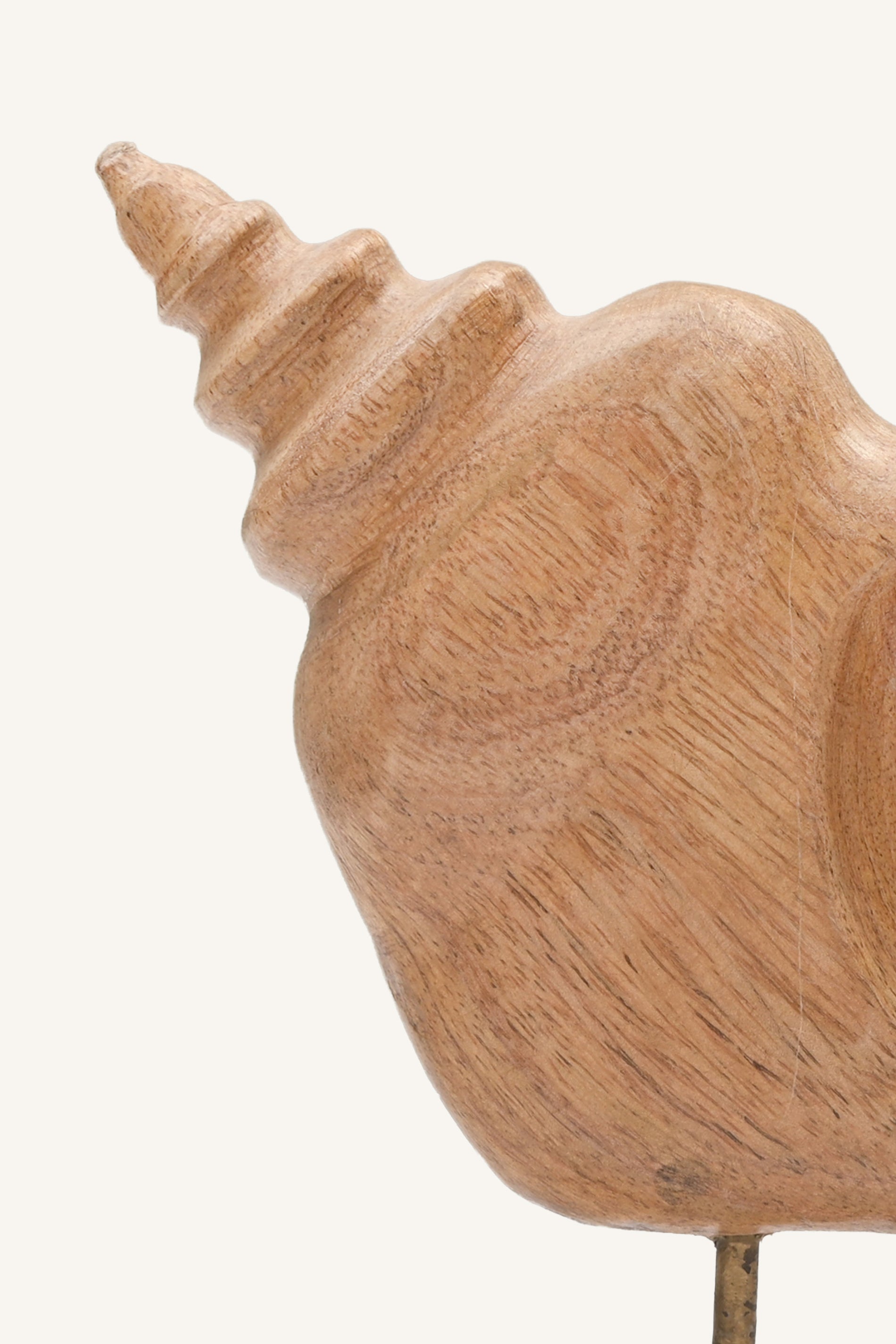 Coastwhorl Conch Sculpture